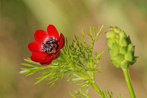 Adonis annua (Ranunculaceae)  - Adonis annuel, Adonis d'automne, Goutte-de-sang - Pheasant's-eye Aveyron [France] 06/06/2014 - 640m