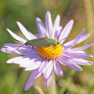 Adscita geryon (Zygaenidae)  - Procris de l'Hélianthème, Turquoise des Hélianthèmes - Cistus Forester Aveyron [France] 01/06/2014 - 720m