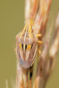 Aelia rostrata (Pentatomidae)  Aveyron [France] 04/06/2014 - 490m