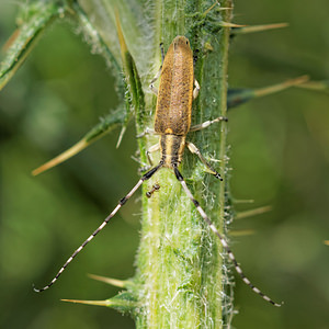 Agapanthia villosoviridescens (Cerambycidae)  - Aiguille marbrée Aveyron [France] 06/06/2014 - 640m