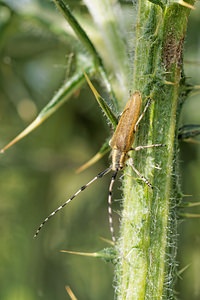 Agapanthia villosoviridescens (Cerambycidae)  - Aiguille marbrée Aveyron [France] 06/06/2014 - 640m