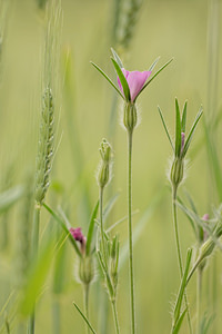 Agrostemma githago (Caryophyllaceae)  - Nielle des blés - Corncockle Aveyron [France] 04/06/2014 - 480m