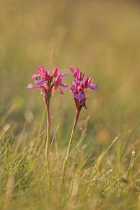 Anacamptis papilionacea (Orchidaceae)  - Anacamptide papilionacée, Orchis papillon Aveyron [France] 02/06/2014 - 410m