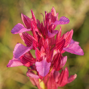 Anacamptis papilionacea (Orchidaceae)  - Anacamptide papilionacée, Orchis papillon Aveyron [France] 02/06/2014 - 410m