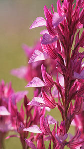 Anacamptis papilionacea (Orchidaceae)  - Anacamptide papilionacée, Orchis papillon Aveyron [France] 02/06/2014 - 400m