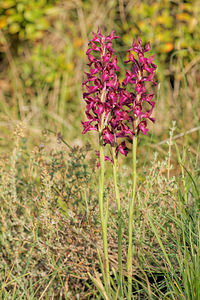 Anacamptis x menosii (Orchidaceae)  - Anacamptide de Menos, Orchis de MenosAnacamptis fragrans x Anacamptis papilionacea. Aveyron [France] 02/06/2014 - 400m