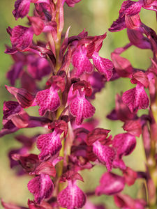 Anacamptis x menosii (Orchidaceae)  - Anacamptide de Menos, Orchis de MenosAnacamptis fragrans x Anacamptis papilionacea. Aveyron [France] 02/06/2014 - 390m
