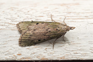 Aphomia sociella (Pyralidae)  - Fausse-teigne des bourdons - Bee Moth Nord [France] 28/06/2014 - 40m