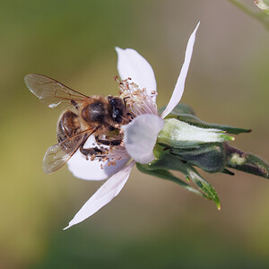 Apis mellifera (Apidae)  - Abeille domestique, Abeille européenne, Abeille mellifère, Mouche à miel - Honey Bee Nord [France] 22/06/2014 - 40m
