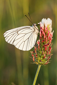 Aporia crataegi (Pieridae)  - Gazé Aveyron [France] 03/06/2014 - 800m