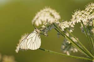 Aporia crataegi (Pieridae)  - Gazé Allier [France] 07/06/2014 - 200m