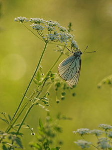 Aporia crataegi Gazé