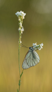 Aporia crataegi (Pieridae)  - Gazé Allier [France] 08/06/2014 - 200m