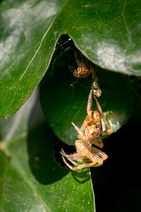 Araneus diadematus (Araneidae)  - Épeire diadème - Garden Spider Nord [France] 15/06/2014 - 40mFraichement d?moul?e !
