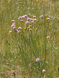 Armeria arenaria (Plumbaginaceae)  - Armérie des sables, Armérie faux plantain - Jersey Thrift Cantal [France] 07/06/2014 - 740m