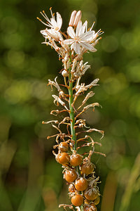 Asphodelus cerasiferus (Asphodelaceae)  - Asphodèle porte-cerise, Asphodèle de Chambeiron, Asphodèle-cerise Aveyron [France] 01/06/2014 - 810m