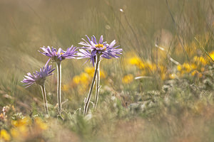 Aster alpinus (Asteraceae)  - Aster des Alpes Aveyron [France] 05/06/2014 - 800m