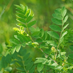 Astragalus glycyphyllos (Fabaceae)  - Astragale à feuilles de Réglisse, Réglisse sauvage - Wild Liquorice Aveyron [France] 06/06/2014 - 710m