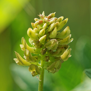 Astragalus glycyphyllos (Fabaceae)  - Astragale à feuilles de Réglisse, Réglisse sauvage - Wild Liquorice Aveyron [France] 06/06/2014 - 710m