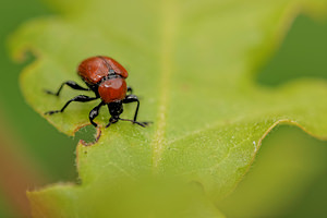 Attelabus nitens (Attelabidae)  - Cigarier toulousain, Cigarier du chêne, Attélable du Chêne - Oak Leaf-roller Aveyron [France] 04/06/2014 - 540men train de d?couper une feuille dans laquelle se d?veloppera sa prog?niture