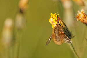 Bombylius minor (Bombyliidae)  - Heath Bee-fly Aveyron [France] 05/06/2014 - 730m