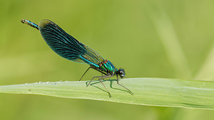 Calopteryx virgo (Calopterygidae)  - Caloptéryx vierge - Beautiful Damselfly Allier [France] 08/06/2014 - 200m