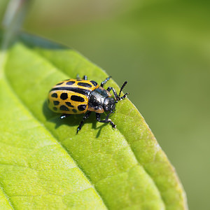 Chrysomela vigintipunctata (Chrysomelidae)  Nord [France] 26/06/2014 - 40m