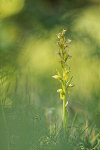 Coeloglossum viride (Orchidaceae)  - Coeloglosse vert, Orchis grenouille, Dactylorhize vert, Orchis vert - Frog Orchid Aveyron [France] 05/06/2014 - 780m