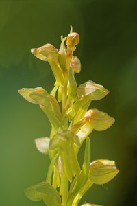 Coeloglossum viride (Orchidaceae)  - Coeloglosse vert, Orchis grenouille, Dactylorhize vert, Orchis vert - Frog Orchid Aveyron [France] 05/06/2014 - 780m