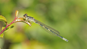 Coenagrion scitulum Agrion mignon Dainty Damselfly