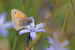 Coenonympha pamphilus (Nymphalidae)  - Fadet commun, Procris, Petit Papillon des foins, Pamphile - Small Heath Aveyron [France] 05/06/2014 - 810m