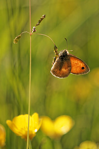 Coenonympha pamphilus (Nymphalidae)  - Fadet commun, Procris, Petit Papillon des foins, Pamphile - Small Heath Aveyron [France] 05/06/2014 - 730m