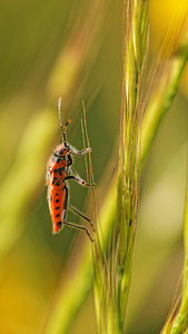 Corizus hyoscyami Punaise de la jusquiame Cinnamon bug