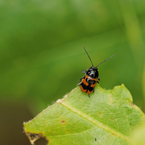 Cryptocephalus quadripunctatus (Chrysomelidae)  Aveyron [France] 04/06/2014 - 540m