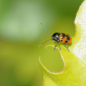 Cryptocephalus quadripunctatus (Chrysomelidae)  Aveyron [France] 04/06/2014 - 540m