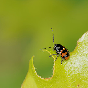 Cryptocephalus quadripunctatus (Chrysomelidae)  Aveyron [France] 04/06/2014 - 540m