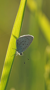 Cupido minimus (Lycaenidae)  - Argus frêle, Lycène naine - Small Blue Aveyron [France] 03/06/2014 - 790m