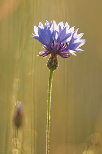 Cyanus segetum (Asteraceae)  - Bleuet des moissons, Bleuet, Barbeau - Cornflower Aveyron [France] 05/06/2014 - 770m