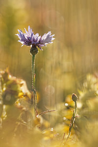 Cyanus segetum (Asteraceae)  - Bleuet des moissons, Bleuet, Barbeau - Cornflower Aveyron [France] 05/06/2014 - 770m