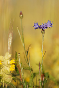 Cyanus segetum (Asteraceae)  - Bleuet des moissons, Bleuet, Barbeau - Cornflower Aveyron [France] 05/06/2014 - 770m