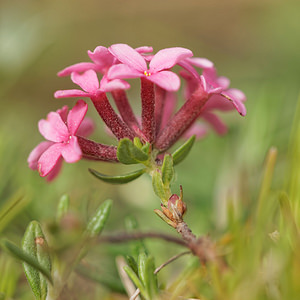 Daphne cneorum (Thymelaeaceae)  - Daphné camélée, Thymélée Aveyron [France] 03/06/2014 - 840m