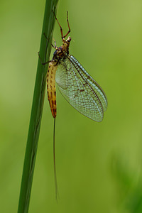 Ephemera danica Mouche de mai Green Drake