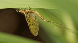 Ephemera danica (Ephemeridae)  - Mouche de mai - Green Drake Cantal [France] 07/06/2014 - 740m