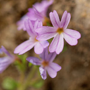 Erinus alpinus (Plantaginaceae)  - Érine des Alpes, Mandeline des Alpes - Fairy Foxglove Aveyron [France] 04/06/2014 - 540m