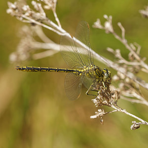 Gomphus pulchellus (Gomphidae)  - Gomphe joli - Western Club-tailed Dragonfly Cantal [France] 07/06/2014 - 740m