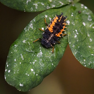 Harmonia axyridis (Coccinellidae)  - Coccinelle asiatique, Coccinelle arlequin - Harlequin ladybird, Asian ladybird, Asian ladybeetle Nord [France] 22/06/2014 - 40m