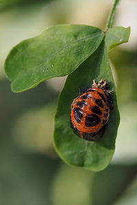 Harmonia axyridis (Coccinellidae)  - Coccinelle asiatique, Coccinelle arlequin - Harlequin ladybird, Asian ladybird, Asian ladybeetle Nord [France] 22/06/2014 - 40m