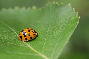 Harmonia axyridis (Coccinellidae)  - Coccinelle asiatique, Coccinelle arlequin - Harlequin ladybird, Asian ladybird, Asian ladybeetle Nord [France] 25/06/2014 - 30m