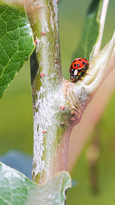 Harmonia axyridis (Coccinellidae)  - Coccinelle asiatique, Coccinelle arlequin - Harlequin ladybird, Asian ladybird, Asian ladybeetle Nord [France] 26/06/2014 - 40m