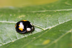 Harmonia axyridis (Coccinellidae)  - Coccinelle asiatique, Coccinelle arlequin - Harlequin ladybird, Asian ladybird, Asian ladybeetle Nord [France] 28/06/2014 - 20m